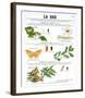 La Soie (Silk)-Deyrolle-Framed Art Print