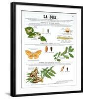 La Soie (Silk)-Deyrolle-Framed Art Print