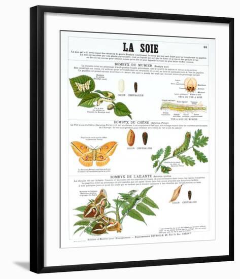 La Soie (Silk)-Deyrolle-Framed Art Print