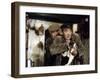 La soupe aux choux by JeanGirault with Jean Carmet and Louis by Funes, 1981 (photo)-null-Framed Photo