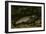 La truite-Gustave Courbet-Framed Giclee Print