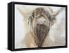 La Vache,Cow, 2015-Lou Gibbs-Framed Stretched Canvas