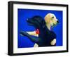 Lab Dance-Will Bullas-Framed Giclee Print