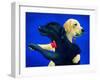 Lab Dance-Will Bullas-Framed Giclee Print