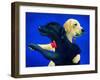 Lab Dance-Will Bullas-Framed Premium Giclee Print