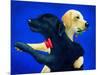 Lab Dance-Will Bullas-Mounted Giclee Print