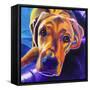 Lab - Lil Bear-Dawgart-Framed Stretched Canvas