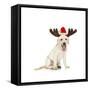 Lab Puppy Wearing Antlers-Lew Robertson-Framed Stretched Canvas