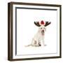 Lab Puppy Wearing Antlers-Lew Robertson-Framed Photographic Print