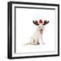 Lab Puppy Wearing Antlers-Lew Robertson-Framed Photographic Print