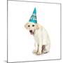 Lab Puppy Wearing Birthday Hat-Lew Robertson-Mounted Photographic Print