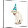 Lab Puppy Wearing Birthday Hat-Lew Robertson-Mounted Photographic Print