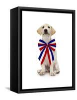 Lab Puppy Wearing Patriotic Bow Tie-Lew Robertson-Framed Stretched Canvas