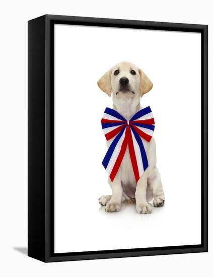 Lab Puppy Wearing Patriotic Bow Tie-Lew Robertson-Framed Stretched Canvas