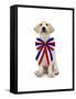 Lab Puppy Wearing Patriotic Bow Tie-Lew Robertson-Framed Stretched Canvas