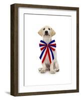 Lab Puppy Wearing Patriotic Bow Tie-Lew Robertson-Framed Photographic Print