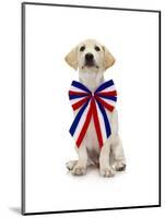 Lab Puppy Wearing Patriotic Bow Tie-Lew Robertson-Mounted Photographic Print