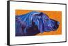 Lab With Orange-Kathryn Wronski-Framed Stretched Canvas