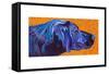 Lab With Orange-Kathryn Wronski-Framed Stretched Canvas