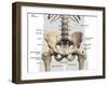 Labeled 3D medical illustration of male pelvis, hip, and leg bones, on white background.-Hank Grebe-Framed Art Print