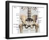 Labeled 3D medical illustration of male pelvis, hip, and leg bones, on white background.-Hank Grebe-Framed Art Print