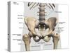Labeled 3D medical illustration of male pelvis, hip, and leg bones, on white background.-Hank Grebe-Stretched Canvas