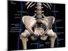 Labeled 3D rendering of male pelvis, hip, and leg bones on a black background.-Hank Grebe-Mounted Art Print