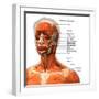 Labeled chart of the facial muscles of a woman, front view on a white background.-Hank Grebe-Framed Art Print