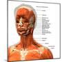 Labeled chart of the facial muscles of a woman, front view on a white background.-Hank Grebe-Mounted Art Print