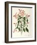 Labiatae or Lamiaceae-null-Framed Giclee Print