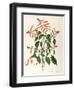 Labiatae or Lamiaceae-null-Framed Giclee Print