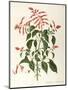 Labiatae or Lamiaceae-null-Mounted Giclee Print