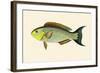 Laboo-Girawah-John Whitchurch Bennett-Framed Art Print