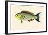 Laboo-Girawah-John Whitchurch Bennett-Framed Art Print