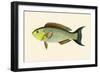 Laboo-Girawah-John Whitchurch Bennett-Framed Art Print