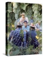 Labor Activist Cesar Chavez Talking in Field with Grape Pickers of United Farm Workers Union-Arthur Schatz-Stretched Canvas