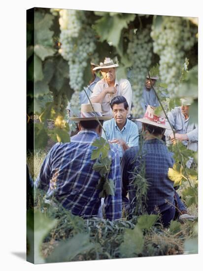 Labor Activist Cesar Chavez Talking in Field with Grape Pickers of United Farm Workers Union-Arthur Schatz-Stretched Canvas