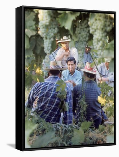 Labor Activist Cesar Chavez Talking in Field with Grape Pickers of United Farm Workers Union-Arthur Schatz-Framed Stretched Canvas