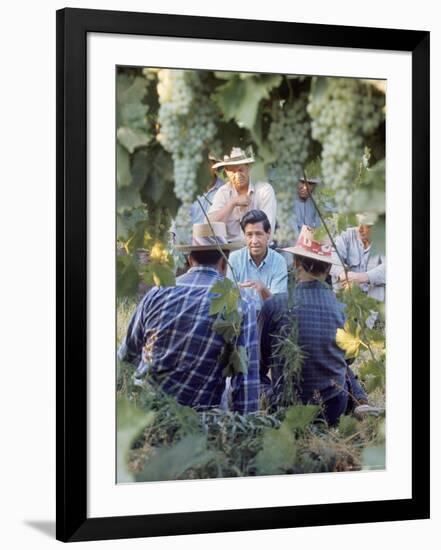 Labor Activist Cesar Chavez Talking in Field with Grape Pickers of United Farm Workers Union-Arthur Schatz-Framed Premium Photographic Print