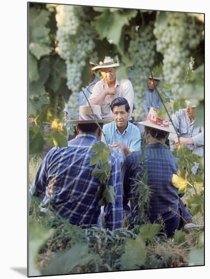 Labor Activist Cesar Chavez Talking in Field with Grape Pickers of United Farm Workers Union-Arthur Schatz-Mounted Premium Photographic Print