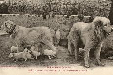 Two Pyrenees Dogs: an Interesting Family-Labouche Freres-Mounted Photographic Print