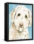 Labradoodle I-Grace Popp-Framed Stretched Canvas