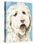 Labradoodle II-Grace Popp-Stretched Canvas