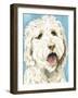 Labradoodle II-Grace Popp-Framed Art Print