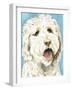 Labradoodle II-Grace Popp-Framed Art Print