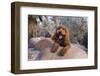 Labradoodle in desert garden-Zandria Muench Beraldo-Framed Photographic Print