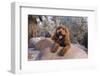 Labradoodle in desert garden-Zandria Muench Beraldo-Framed Photographic Print