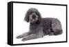 Labradoodle Lying Down-null-Framed Stretched Canvas