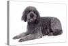 Labradoodle Lying Down-null-Stretched Canvas