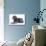 Labradoodle Lying Down-null-Photographic Print displayed on a wall